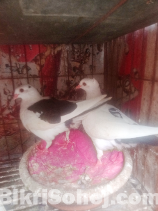 চুঁইঠাল কালদম